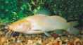 /album/hs-peixes-ornamentais/jundia-albino-jpg/